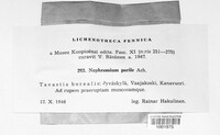 Nephroma parile image